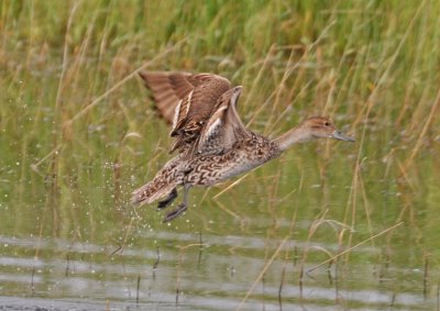 Female Pintail