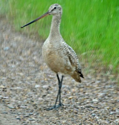 Marbled Godwit