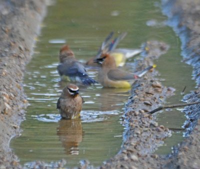 Ceder Waxwing