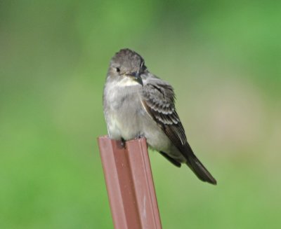 Eastern Wood Pewee