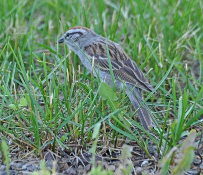 Chipping Sparrow