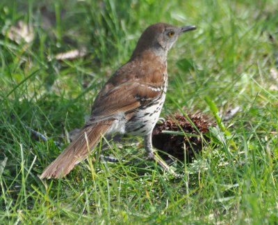 Brown Thrasher