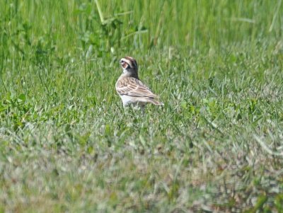 Lark Sparrow