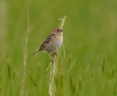 Grasshopper Sparrow