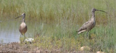 Long-billed Curlew