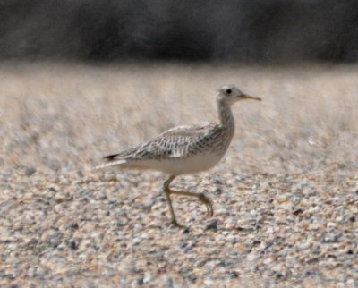Upland Sandpiper