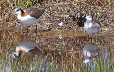 Wilson's Phalarope with young