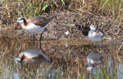 Wilson's Phalarope with young