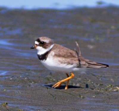 Semi Palmated Plouer