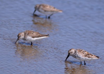 Western Sandpiper