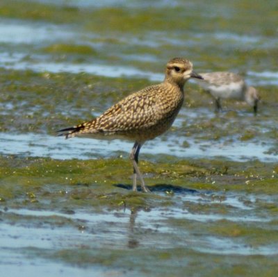 Pacific Golden Plover