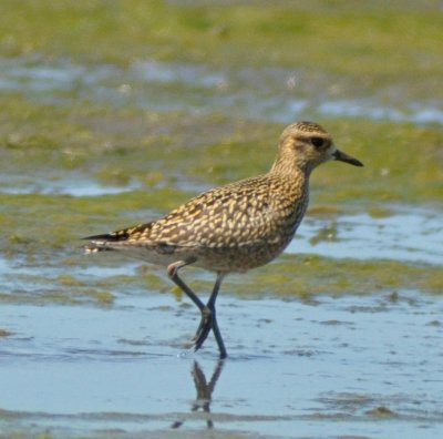 Pacific Golden Plover