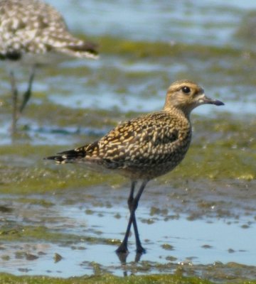 Pacific Golden Plover