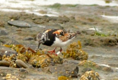 Ruddy Turnstone