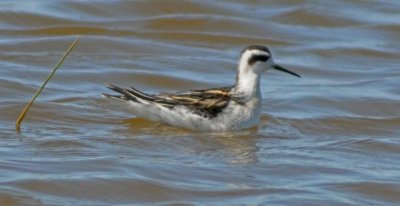 Juvenille Red Necked Phalarope