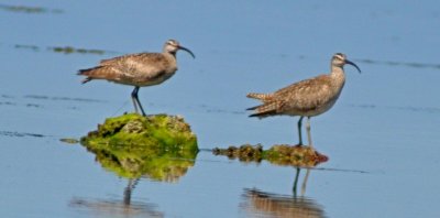 Whimbrel