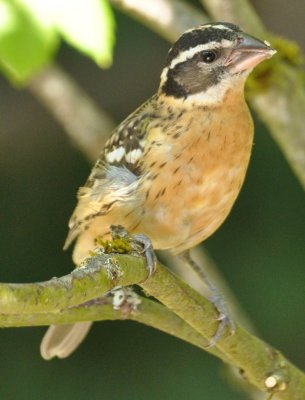 Juvenile Black Headed Grosbeak