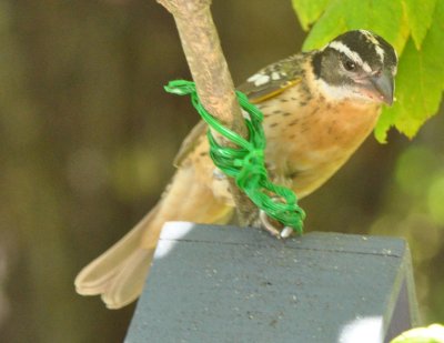 Juvenile Black Headed Grosbeak