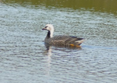 Emperor Goose