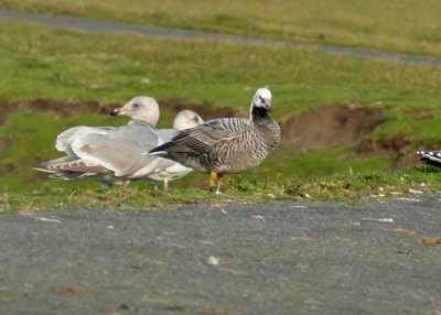 Emperor Goose