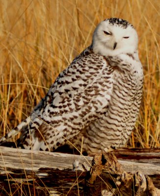 Immature Snowy Owl