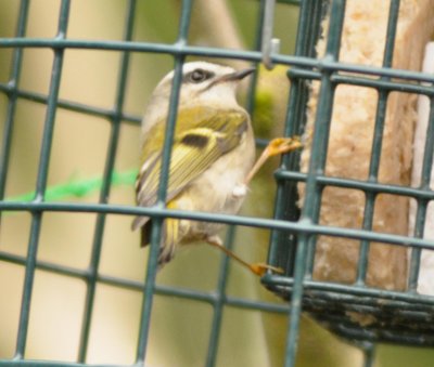 Golden Crowned Kinglet