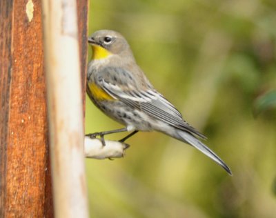 Yellow Rumped Warbler