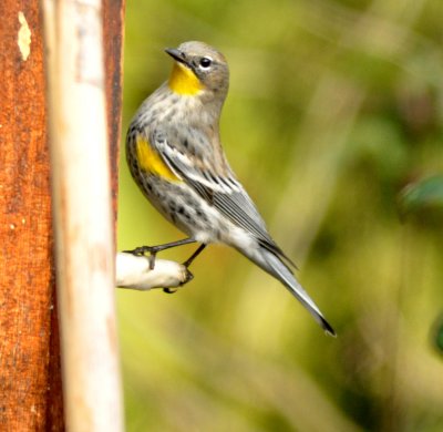 Yellow Rumped Warbler