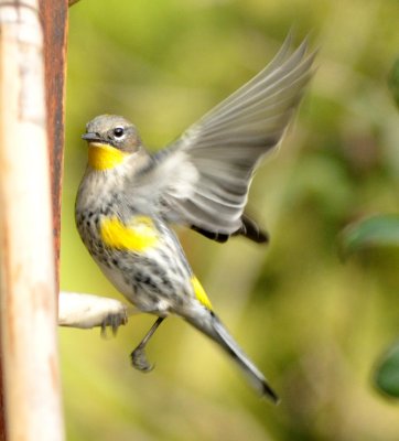 Yellow Rumped Warbler
