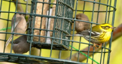 Female Townsend's Warbler and Bushtits