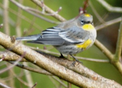 Yellow Rumped Warbler