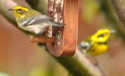  Two Townsend's Warbler 