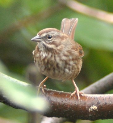 Sing Sparrow