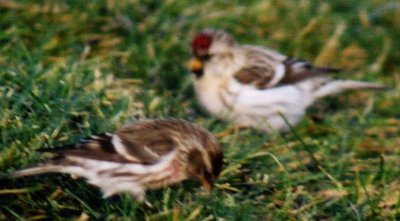 Hoary Redpoll