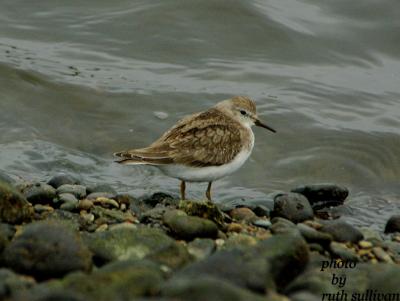 Temminck's Stint