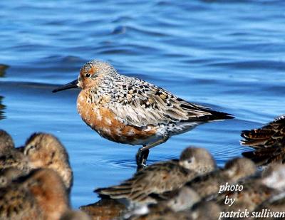 Red Knot(with Dunlin and Short-billed Dowitchers)