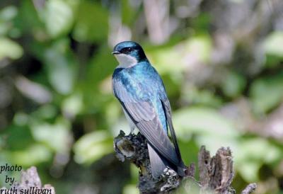 Tree Swallow