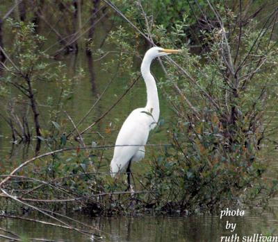 Great Egret