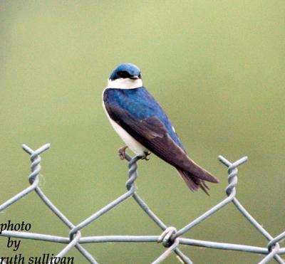 Tree Swallow