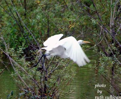 Great Egret(in flight)