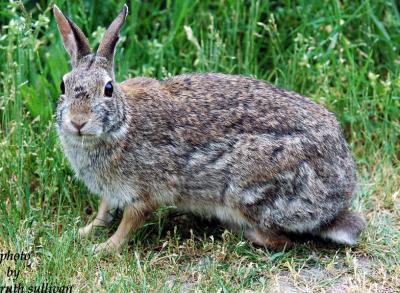 Cottontail