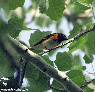 American Redstart(adult male)