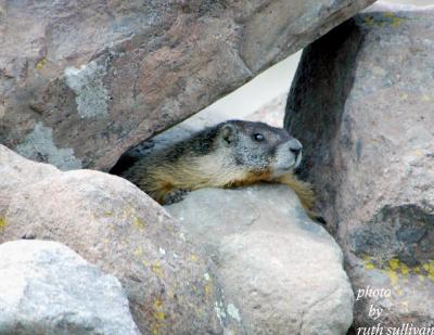 Yellow-bellied Marmot