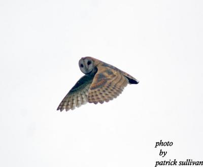 Barn Owl(in flight)