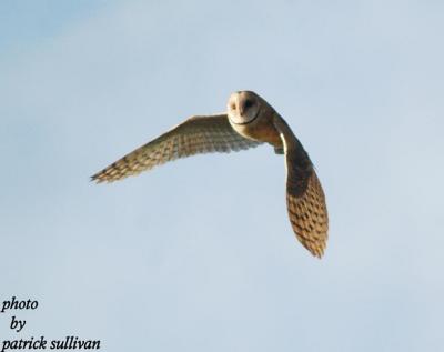 Barn Owl(in flight)