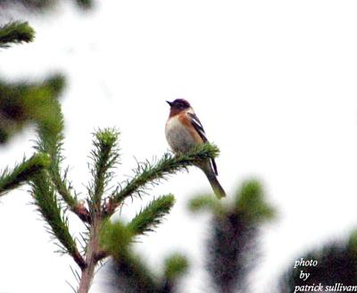 Bay-breasted Warbler