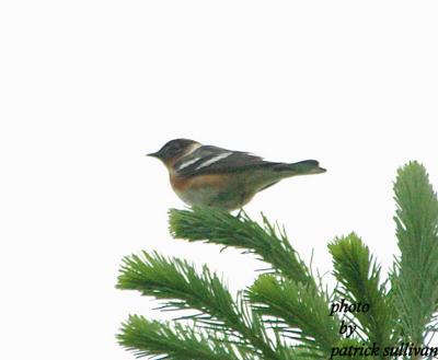 Bay-breasted Warbler