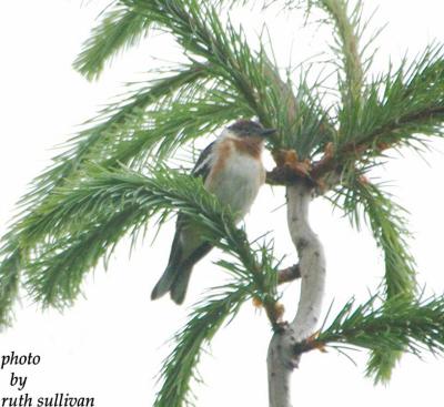 Bay-breasted Warbler