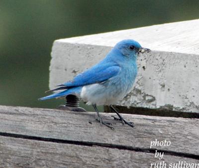 Mountain Bluebird(male)