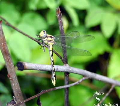 Pronghorn Clubtail